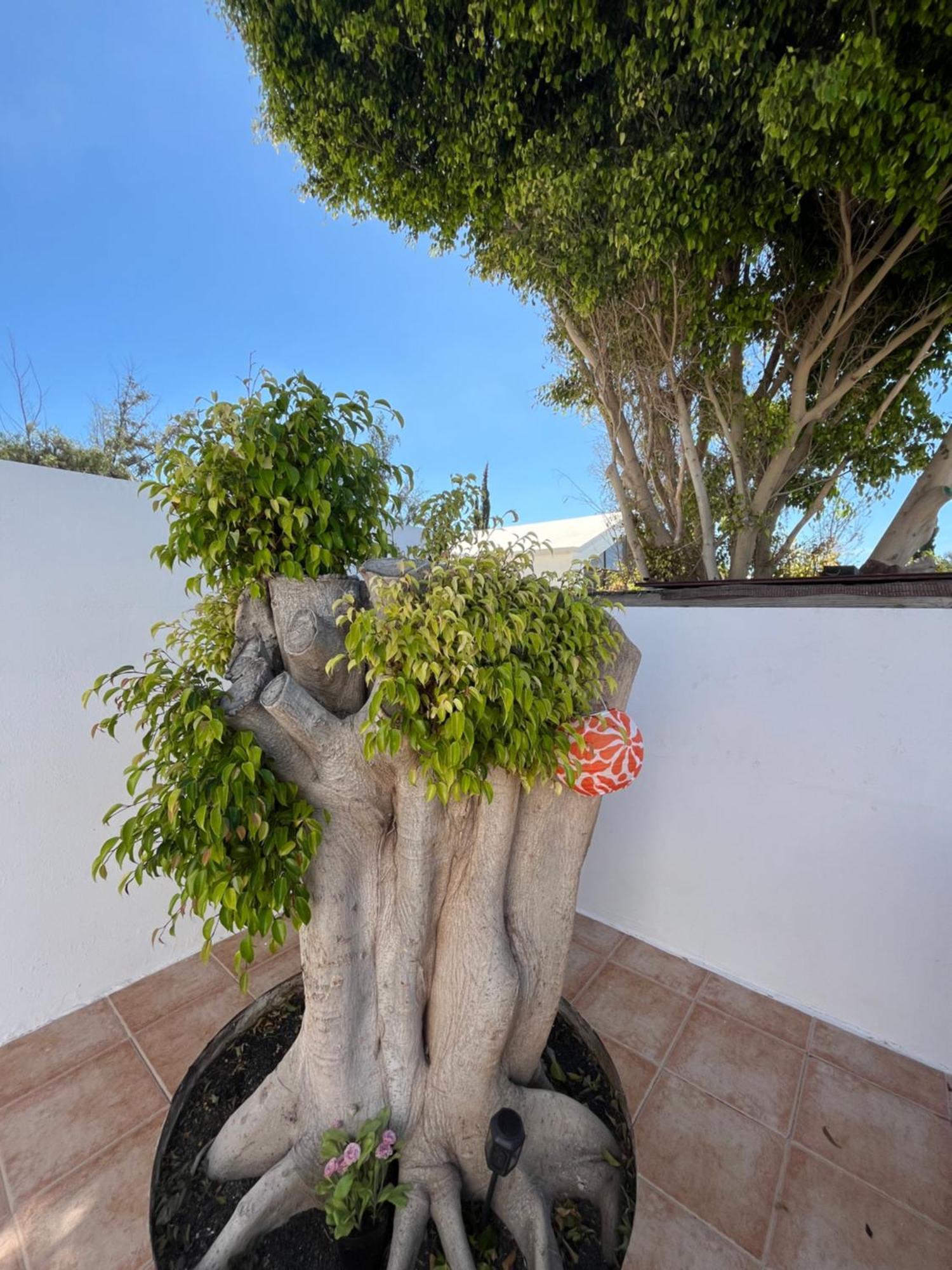 Appartement Casa Tina à Costa Teguise Extérieur photo